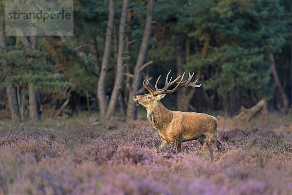 Rothirsch (Cervus elaphus) zwischen Heidekraut (Calluna vulgaris) am Waldrand  Brunftzeit  Nationalpark Hoge Veluwe  Gelderland  Niederlande