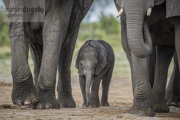 Afrikanischer Elefant (Loxodonta africana)  ein wenige Tage altes Kalb  Chobe-Nationalpark  Chobe-Distrikt  Botsuana  Afrika