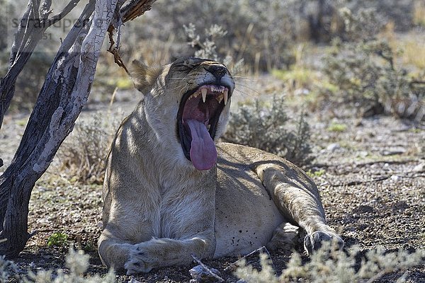 Afrikanischer Löwe (Panthera leo)  gähnende Löwin im Schatten eines Baumes  Etosha-Nationalpark  Namibia  Afrika