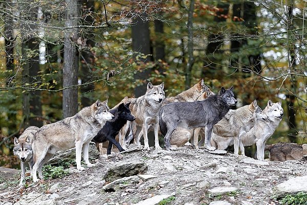 Algonquin-Wölfe (Canis lupus lycaon)  Rudel sucht Felsen  in Gefangenschaft  Deutschland  Europa