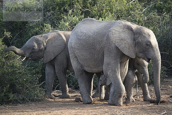 Afrikanische Elefanten (Loxodonta africana)  Weibchen mit Jungtieren  Addo National Park  Südafrika  Afrika