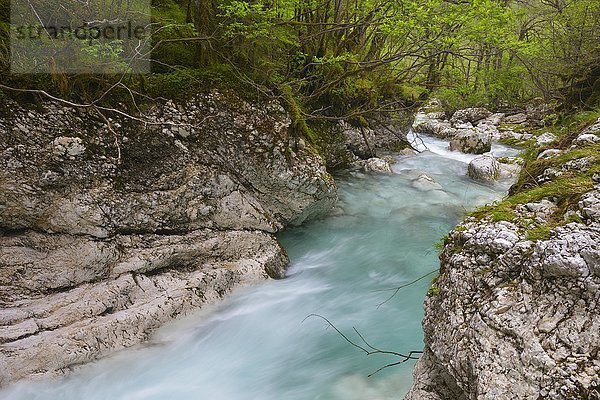 Der Fluss Lepena fließt durch eine Schlucht  Lepenatal  Slowenien  Europa
