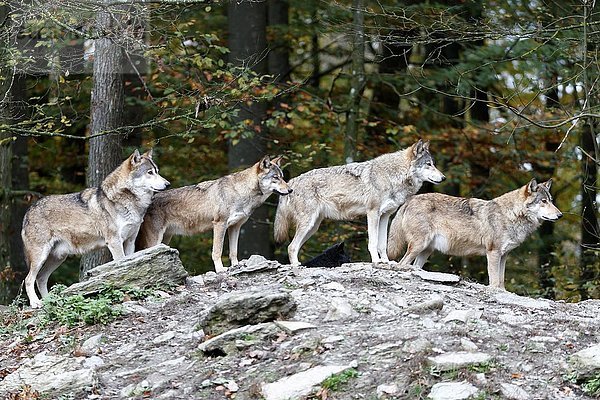 Algonquin-Wölfe (Canis lupus lycaon)  Rudel sucht Felsen  in Gefangenschaft  Deutschland  Europa