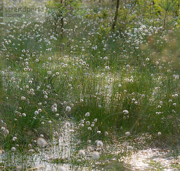 Blüte des Hasenschwanz-Wollgrases (Eriophorum vaginatum) im Naturschutzgebiet Pietzmoor  Lüneburger Heide  Niedersachsen  Deutschland  Europa