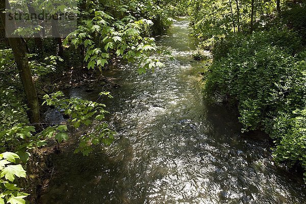 Fluss Düssel im Neandertal  bei Mettmann  Bergisches Land  Nordrhein-Westfalen  Deutschland  Europa