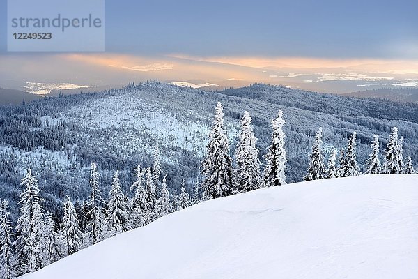 Morgenstimmung  schneebedeckte Fichten auf dem Berg Lusen im Winter  Nationalpark Bayerischer Wald  Bayern  Deutschland  Europa