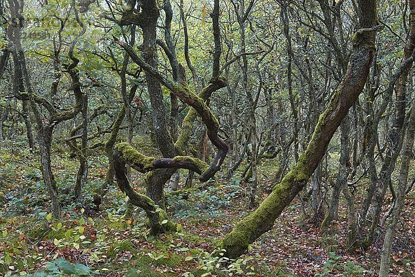 Wald mit krummen Eichen (Quercus)  Naturschutzgebiet Kærgård Klitplantage  Oksbøl  Region Syddanmark  Dänemark  Europa