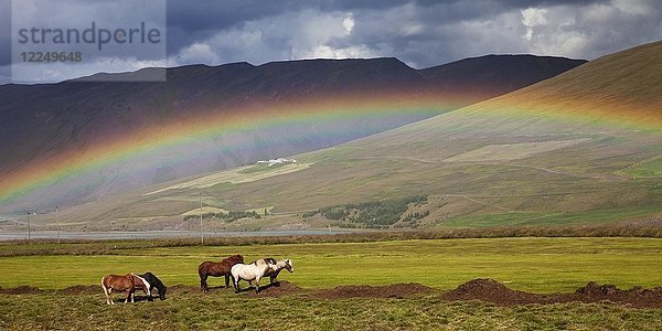 Islandpferde (Equus ferus caballus) in Graslandschaft mit Regenbogen  Blöndudalur  Island  Europa
