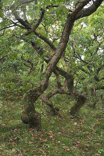 Krumme Eichen (Quercus)  Naturschutzgebiet Kærgård Klitplantage  Oksbøl  Region Syddanmark  Dänemark  Europa