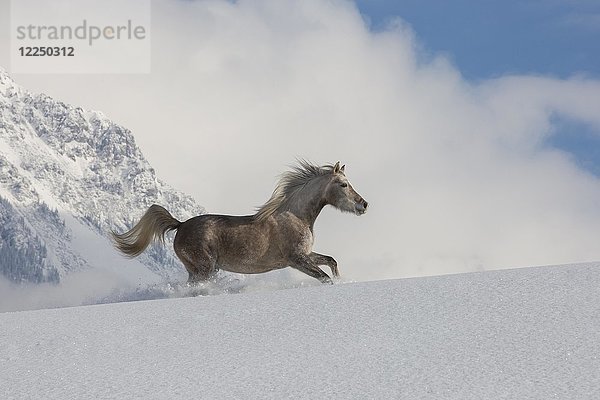 Araberpferd  Stute im Galopp im Tiefschnee  Tirol  Österreich  Europa