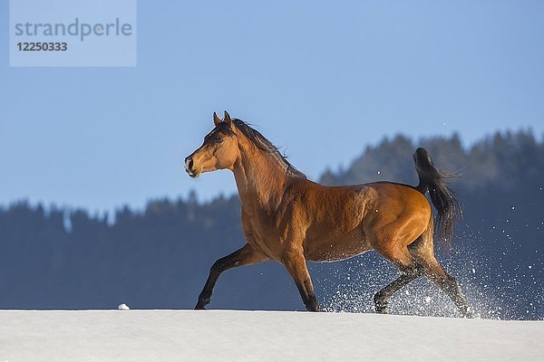 Arabisches Pferd  Hengst läuft im Schnee  Tirol  Österreich  Europa