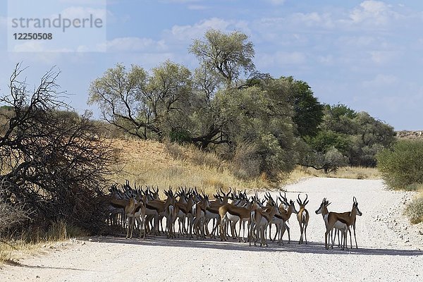 Eine Herde Springböcke (Antidorcas marsupialis) steht im Schatten  mitten auf einer unbefestigten Straße  Kgalagadi Transfrontier Park  Nordkap  Südafrika  Afrika