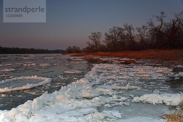 Eislauf  kleine Eisschollen auf der Elbe bei Sonnenuntergang  Biosphärenreservat Mittlere Elbe  Dessau-Roßlau  Sachsen-Anhalt  Deutschland  Europa