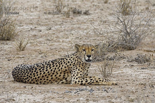 Gepard (Acinonyx jubatus)  ruhendes Männchen  wachsam  Kgalagadi Transfrontier Park  Nordkap  Südafrika  Afrika