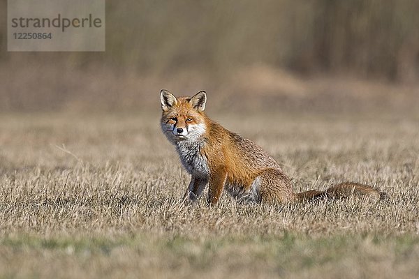 Rotfuchs (Vulpes vulpes) mit Winterfell  sitzend  Biosphärenreservat Mittelelbe  Sachsen-Anhalt  Deutschland  Europa