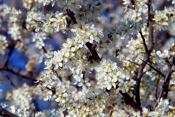 Weiße Blüten  Schlehdorn (Prunus spinosa) im Frühling  Gauting  Oberbayern  Bayern  Deutschland  Europa