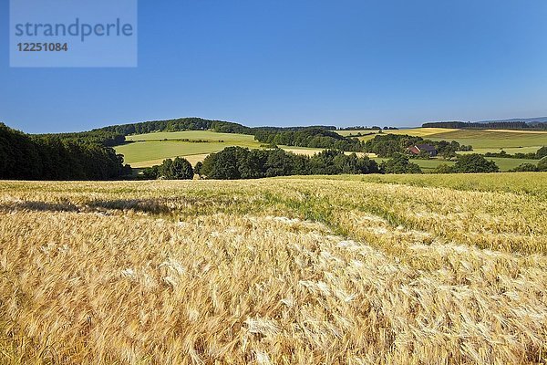 Kulturlandschaft mit Roggenfeld  Barntrup  Naturpark Teutoburger Wald  Eggegebirge  Nordrhein-Westfalen  Deutschland  Europa