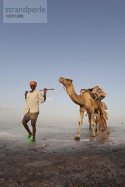 Karawane  Kamele transportieren Salz durch die Dallol-Salzwüste  Äthiopien  Afrika