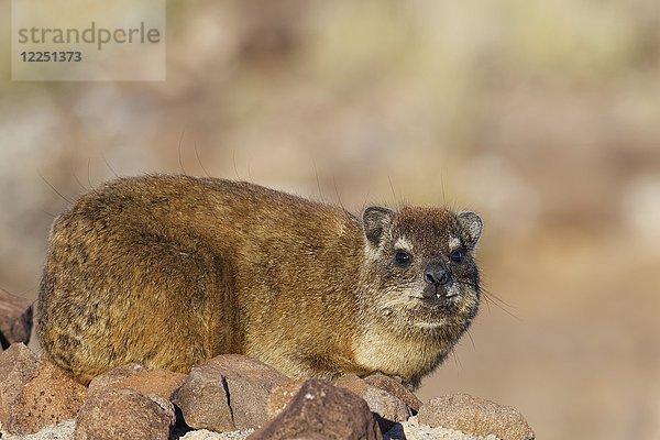 Kap-Hyrax (Procavia capensis) auf einer Steinmauer liegend  Hardap-Naturreservat  Region Hardap  Namibia  Afrika