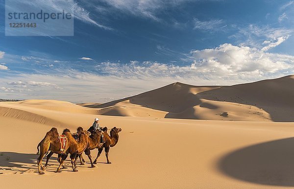 Nomade mit Kamelen (Camelidae) reitet durch die Sanddünen  Wüste Gobi  Mongolei  Asien