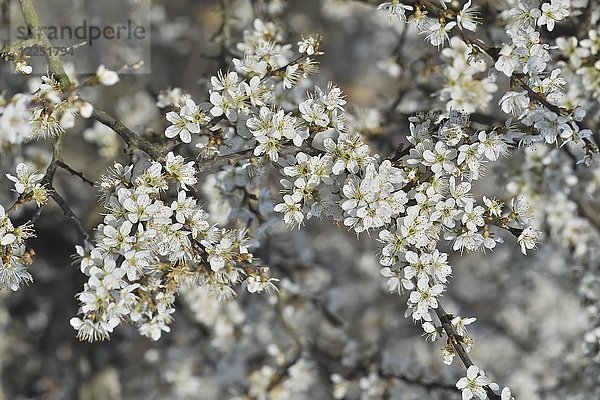 Weiße Blüten  Schlehdorn (Prunus spinosa) im Frühling  Gauting  Oberbayern  Bayern  Deutschland  Europa