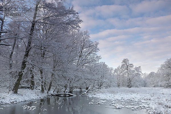 Feuchtgebietslandschaft mit schneebedeckten Bäumen im Winter  Biosphärenreservat Mittlere Elbe  Dessau-Roßlau  Sachsen-Anhalt  Deutschland  Europa