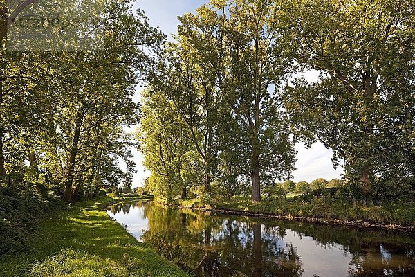 Bäume an der Niers  bei Weeze  Niederrhein  Nordrhein-Westfalen  Deutschland  Europa