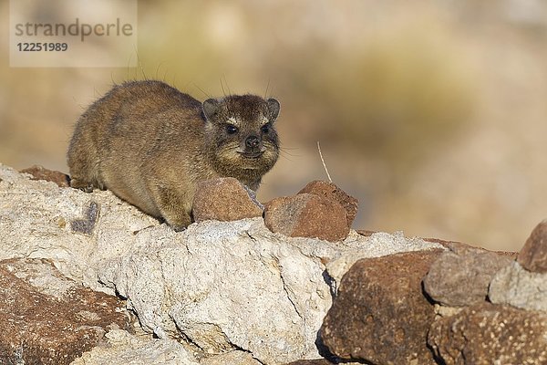 Kap-Hyrax (Procavia capensis) auf einer Steinmauer liegend  Hardap-Naturreservat  Region Hardap  Namibia  Afrika