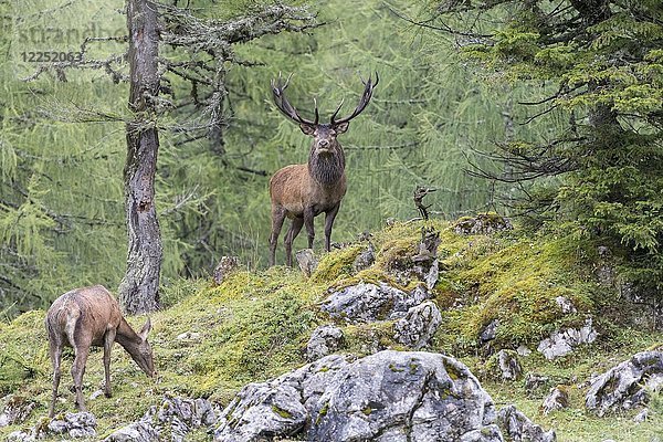 Hirsch und Ricke während der Brunftzeit  Rothirsch (cervus elaphus)  Oberösterreich  Österreich  Europa