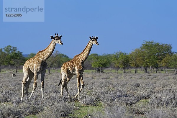 Angolanische Giraffen (Giraffa camelopardalis angolensis)  zwei Jungtiere beim Spaziergang  Etosha-Nationalpark  Namibia  Afrika