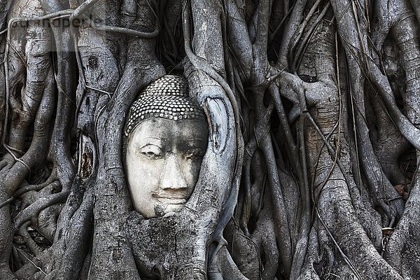 In einen Ficus religiosa (Ficus religiosa) eingewachsener Buddha-Kopf aus Stein  Wat Mahat Dat  buddhistischer Tempelkomplex  Provinz Ayutthaya  Provinz Ayutthaya  Thailand  Asien