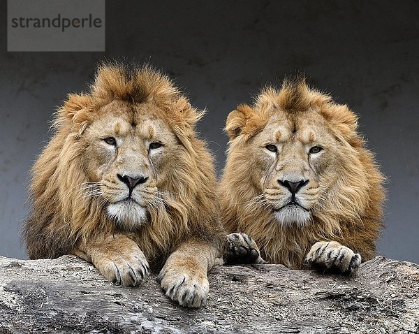 Asiatische Löwen (Panthera leo persica)  zwei Männchen nebeneinander  Tierporträt  in Gefangenschaft