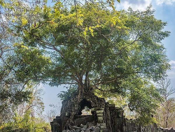 Baum wächst auf baumbewurzelter Khmer-Tempelruine  Prasat Beng Mealea  Beng Mealea  Tempelanlage  Angkor Wat  Archäologischer Park Angkor  Provinz Siem Reap  Kambodscha  Asien