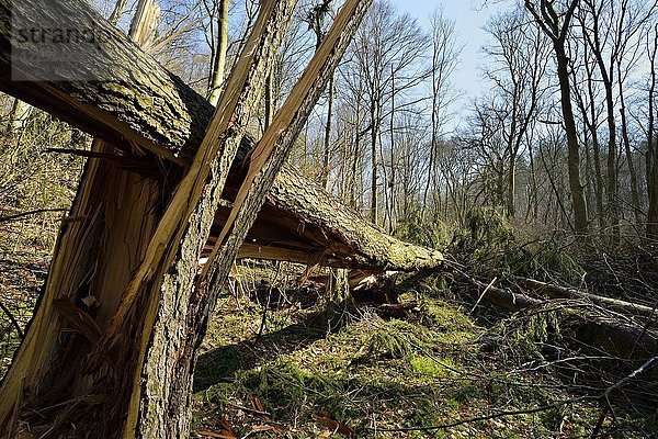 Abgebrochene Fichte (Ficus)  Windwurf im Wald  Ziegelrodaer Forst  Sachsen-Anhalt  Deutschland  Europa