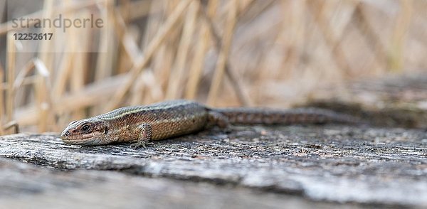 Zauneidechse (Zootoca vivipara) beim Sonnenbad auf einem Weg  Pietzmoor  Naturschutzgebiet Lüneburger Heide  Niedersachsen  Deutschland  Europa