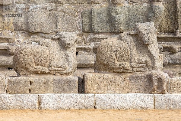 Tierskulpturen im Shore-Tempel  Mahabalipuram  Tamil Nadu  Indien  Asien