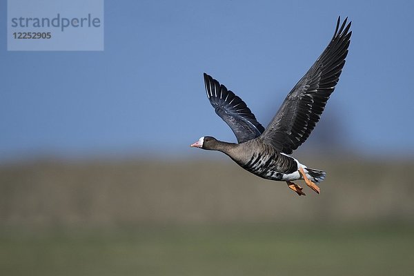 Blässgans (Anser albifrons) im Flug  Texel  Nordholland  Niederlande