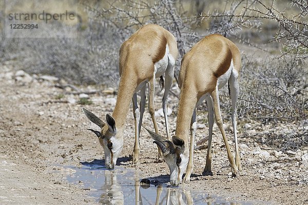 Zwei Springböcke (Antidorcas marsupialis)  erwachsenes Männchen und Weibchen auf einer unbefestigten Straße  trinken Regenwasser aus einer Pfütze  Etosha-Nationalpark  Namibia  Afrika