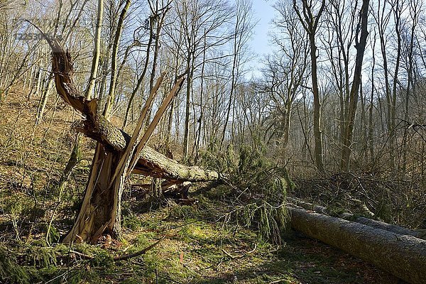 Abgebrochene Fichte (Ficus)  Windwurf im Wald  Ziegelrodaer Forst  Sachsen-Anhalt  Deutschland  Europa