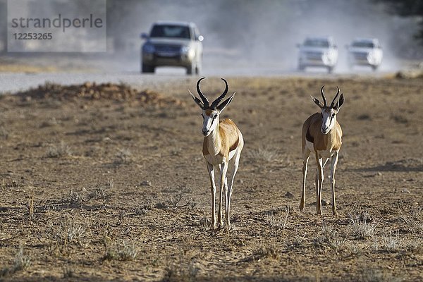Springböcke (Antidorcas marsupialis)  männlich und weiblich  bewegen sich auf trockenem Boden  im Hintergrund Fahrzeuge auf einer unbefestigten Straße  Kgalagadi Transfrontier Park  Nordkap  Südafrika  Afrika