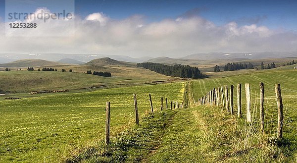 Weg zwischen Weiden  Cezallier-Massiv  Departement Puy de Dome  Auvergne  Frankreich  Europa