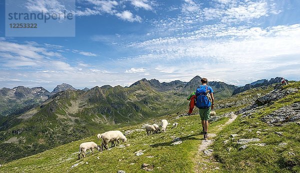 Wanderer und Schafe  Schladminger Höhenweg  Schladminger Tauern  Schladming  Steiermark  Österreich  Europa
