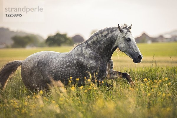 Andalusier (Equus)  Graugalopp über Blumenwiese  Schweiz  Europa