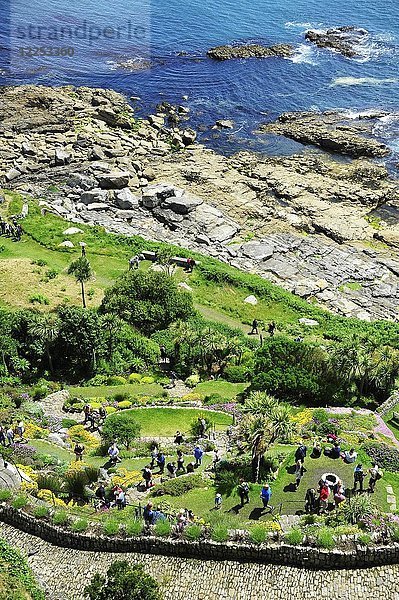 Subtropische Gärten am Fuße des Mount St. Michael's Mount  Cornwall  Großbritannien