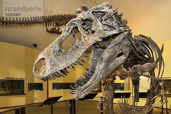 Skelett  Schädel eines Tyrannosaurus rex  Sirindhorn Dinosaur Museum  Non Buri  Sahatsakhan Bezirk  Kalasin Provinz  Isan  Thailand  Asien