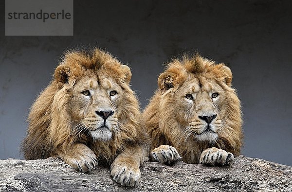 Asiatische Löwen (Panthera leo persica)  zwei Männchen nebeneinander  Tierporträt  in Gefangenschaft