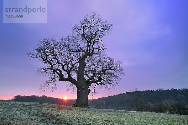 Alte Solitär-Eiche (Quercus) bei Sonnenaufgang  Harzvorland  Sachsen-Anhalt  Deutschland  Europa