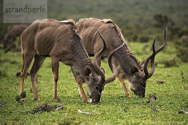 Großer Kudu (Tragelaphus strepsiceros)  zwei Tiere grasen nebeneinander  Addo Elephant National Park  Südafrika  Afrika