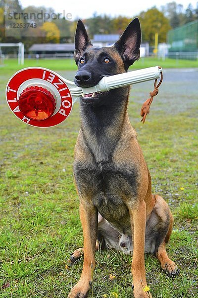 Polizeihund  Belgischer Schäferhund  Malinois  mit Abbruchkelle im Maul  Hessen  Deutschland  Europa
