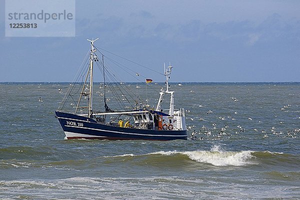 Möwen folgen einem Fischerboot vor Norderney  Ostfriesische Inseln  Nordsee  Niedersachsen  Deutschland  Europa